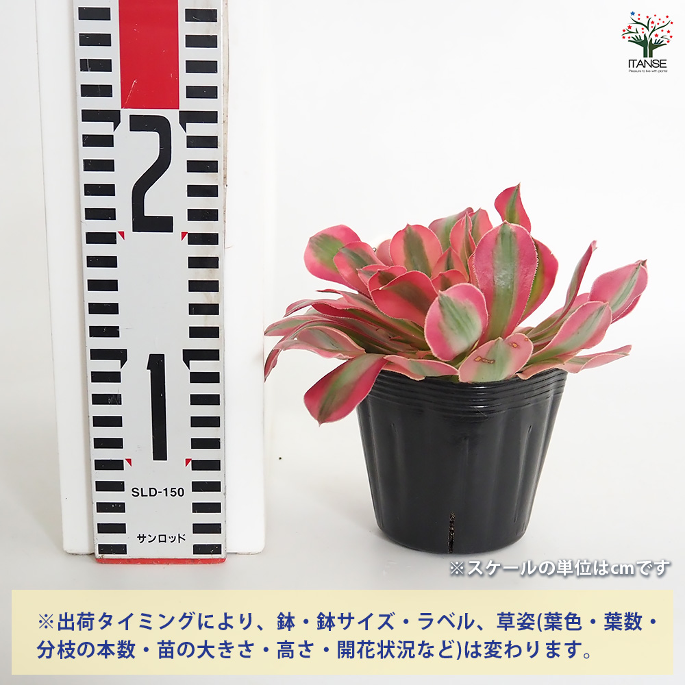 アエオニウム ハンゲ 多肉植物 3〜3.5号/1個売り リビング オフィス