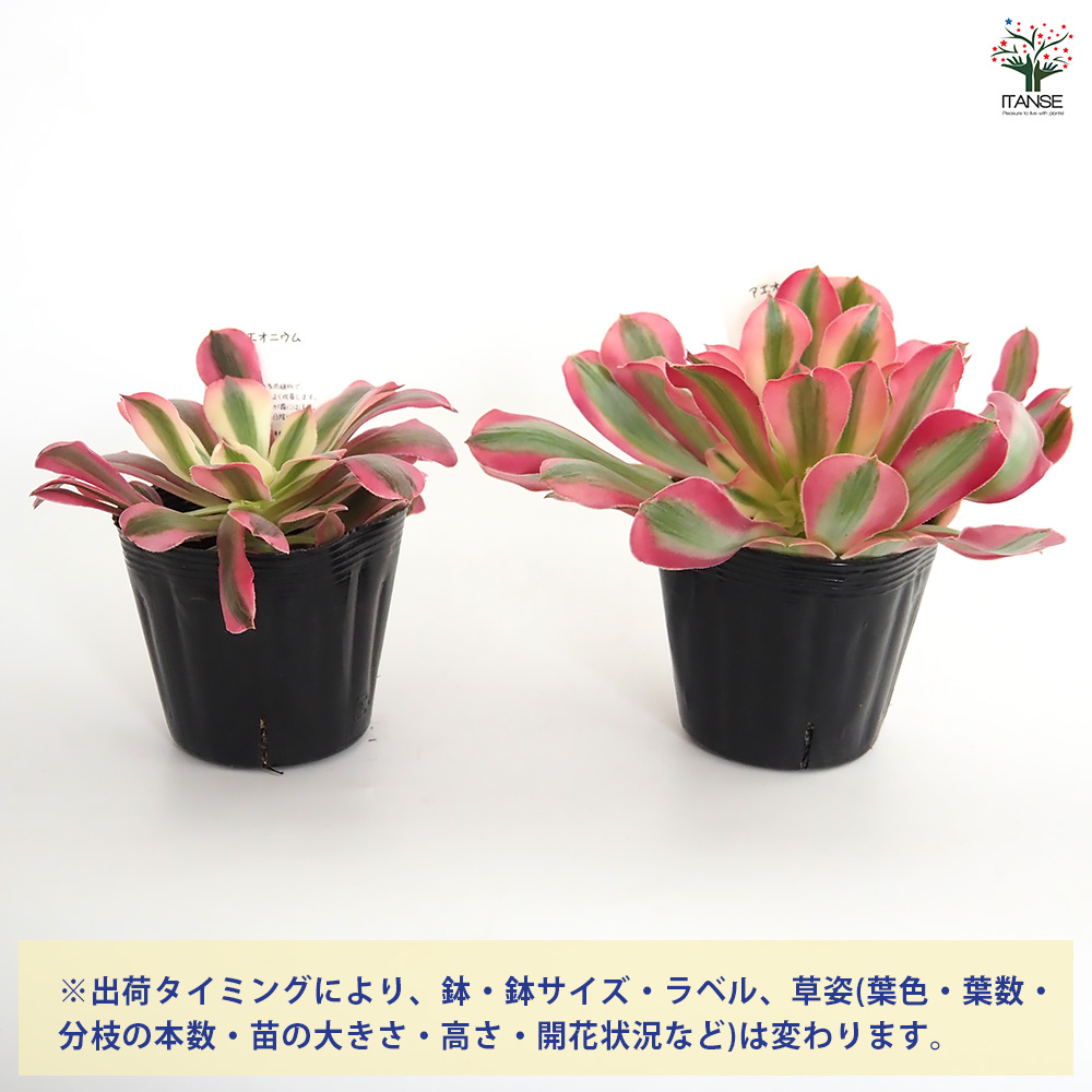 アエオニウム ハンゲ 多肉植物 3〜3.5号/1個売り リビング オフィス