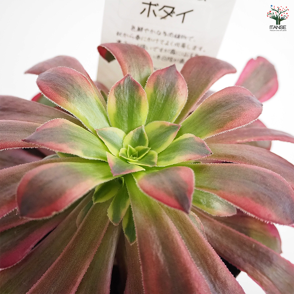 アエオニウム ボダイ 多肉植物 3〜3.5号/1個売り リビング オフィス