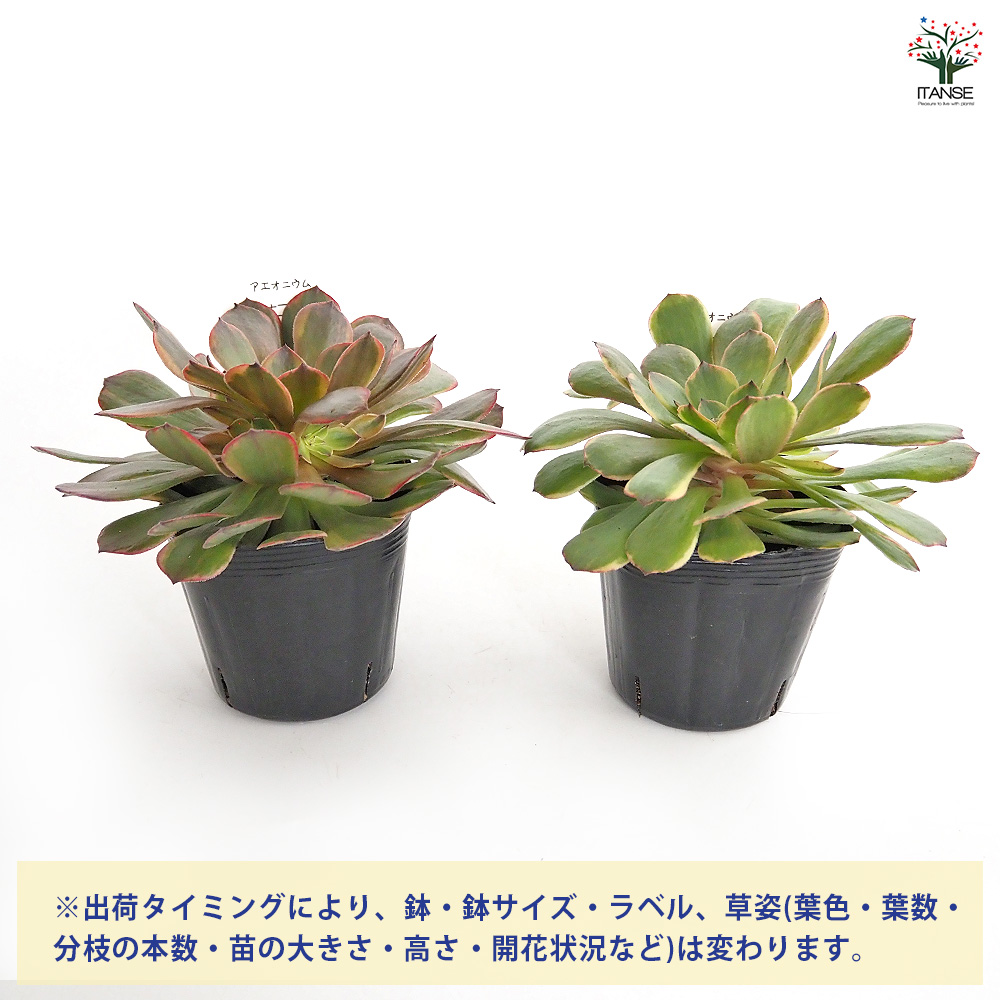 アエオニウム アンナ錦 多肉植物 3〜3.5号/1個売り リビング オフィス