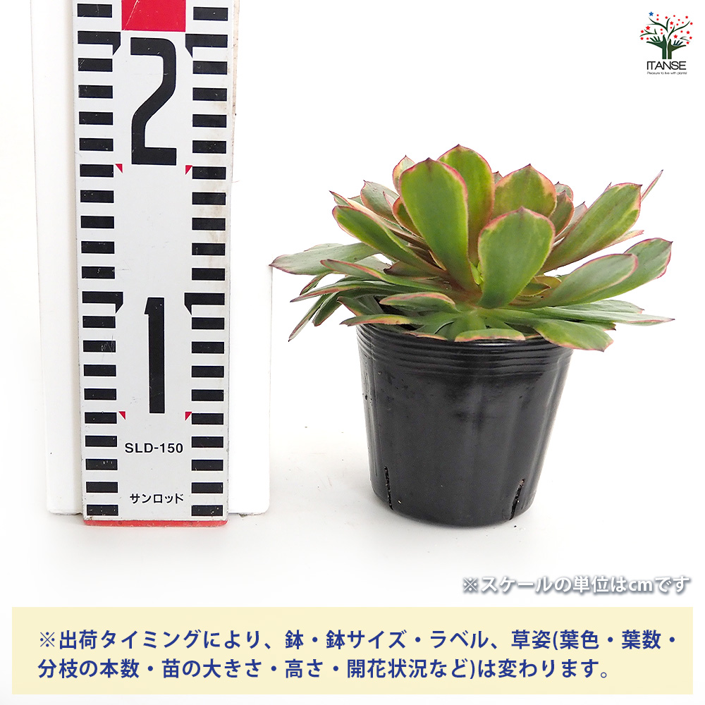 アエオニウム アンナ錦 多肉植物 3〜3.5号/お買い得2個セット リビング