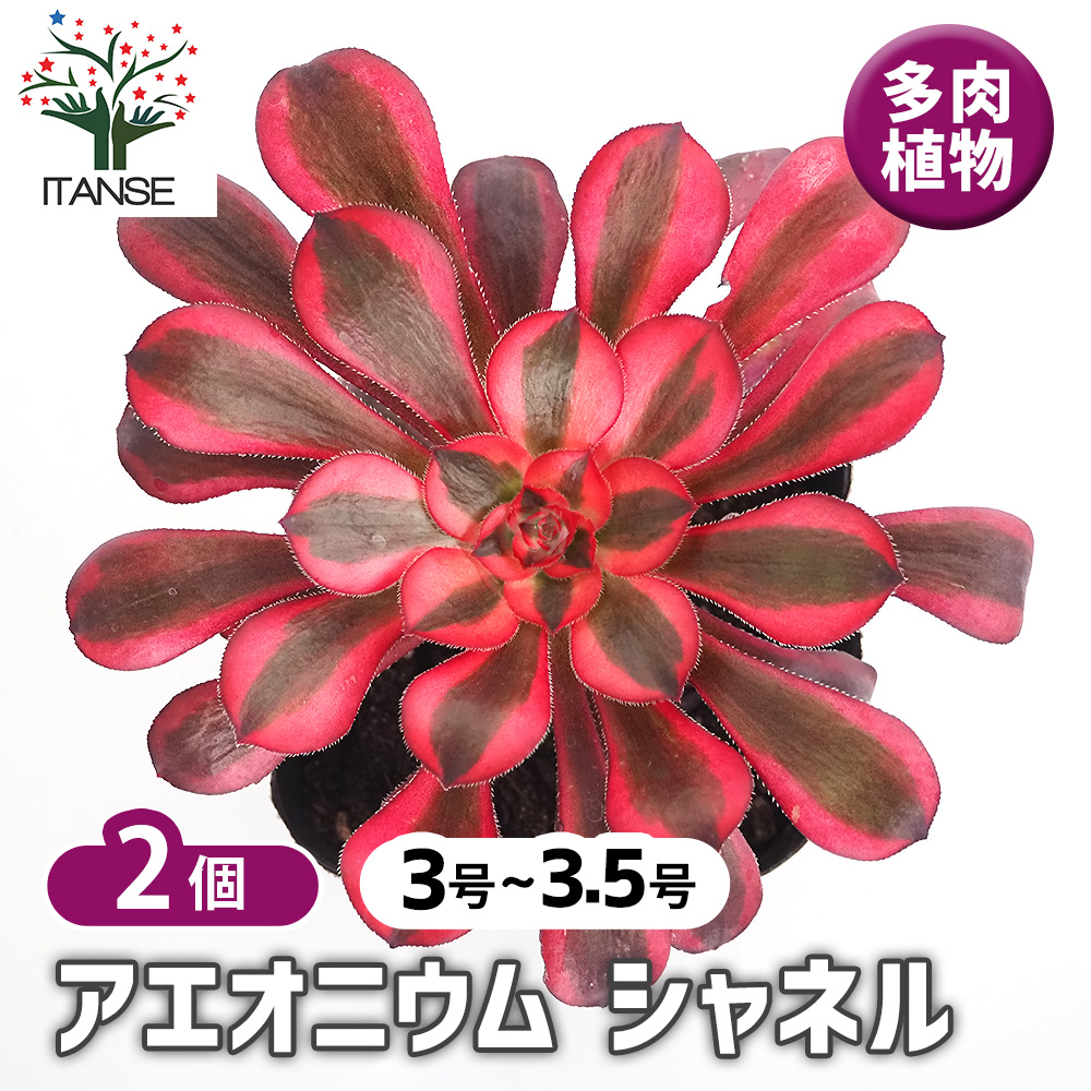82#多肉植物アエオニウム錦❤️ シャネル❤️10頭 16cm拨き苗 N's Style Garden 〜陶器&多肉植物〜 | アエオニウム