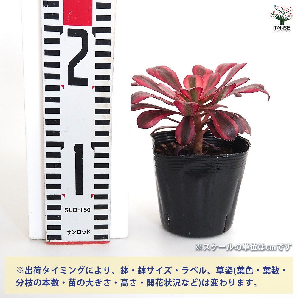 アエオニウム シャネル 多肉植物 3〜3.5号/お買い得2個セット リビング