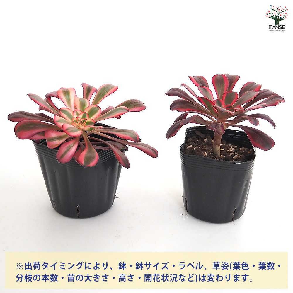 アエオニウム シャネル 多肉植物 3〜3.5号/お買い得2個セット リビング