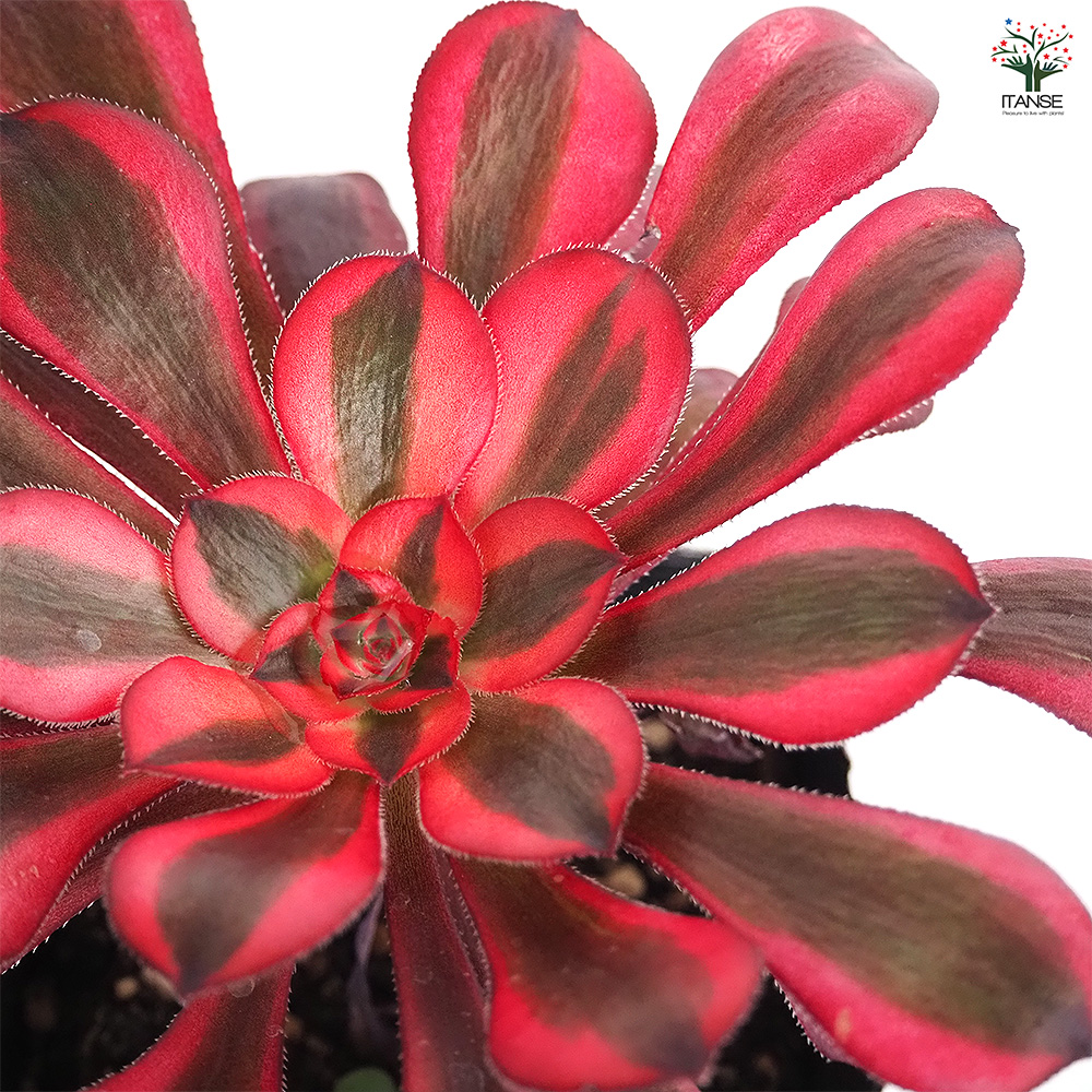 50#多肉植物アエオニウム錦❤️ シャネル ❤️1大頭8小頭17cm高22cm拨き苗 アエオニウム シャネル🍁✨ しっかり色付いていてきれい😆 ルビー