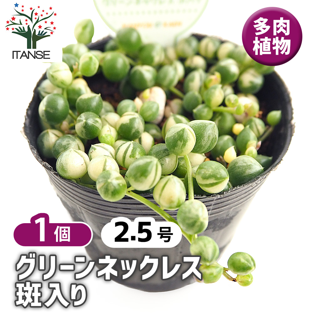 グリーンネックレス 斑入り 多肉植物 2.5号/1個売り ガーデニング