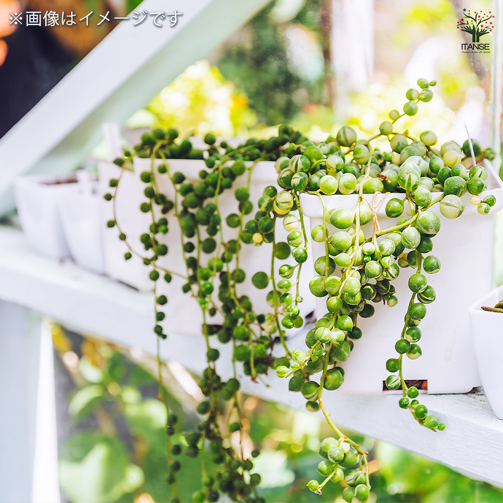 グリーンネックレス 斑入り 多肉植物 2.5号/1個売り ガーデニング