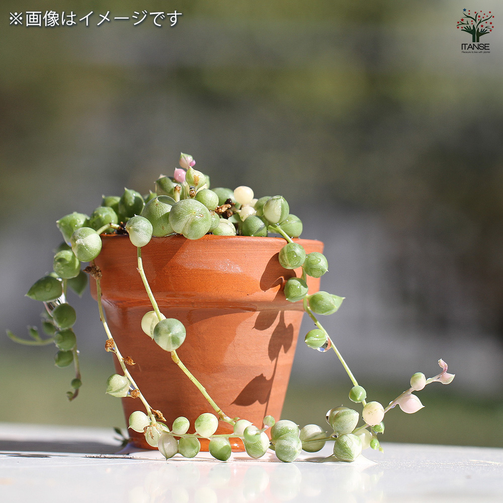 グリーンネックレス 斑入り 多肉植物 2.5号/1個売り ガーデニング