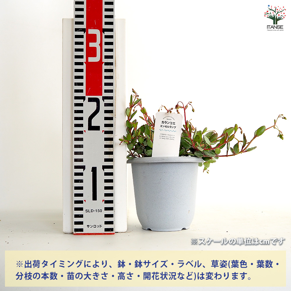 カランコエ エンゼルランプ 多肉植物 4号/1個売り カラーリーフ