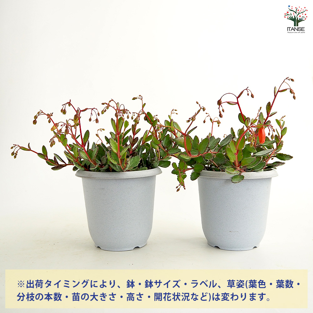 カランコエ エンゼルランプ 多肉植物 4号/1個売り カラーリーフ