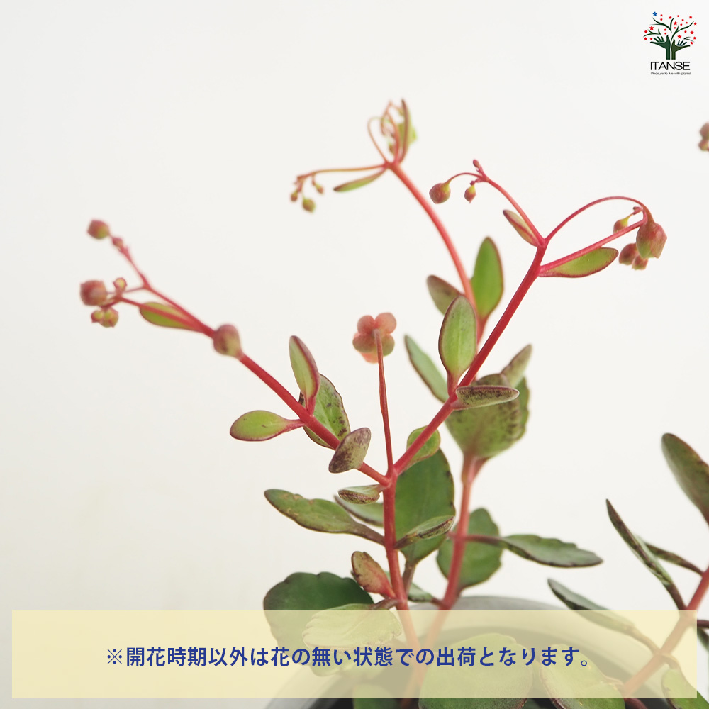 カランコエ エンゼルランプ 多肉植物 4号/1個売り カラーリーフ