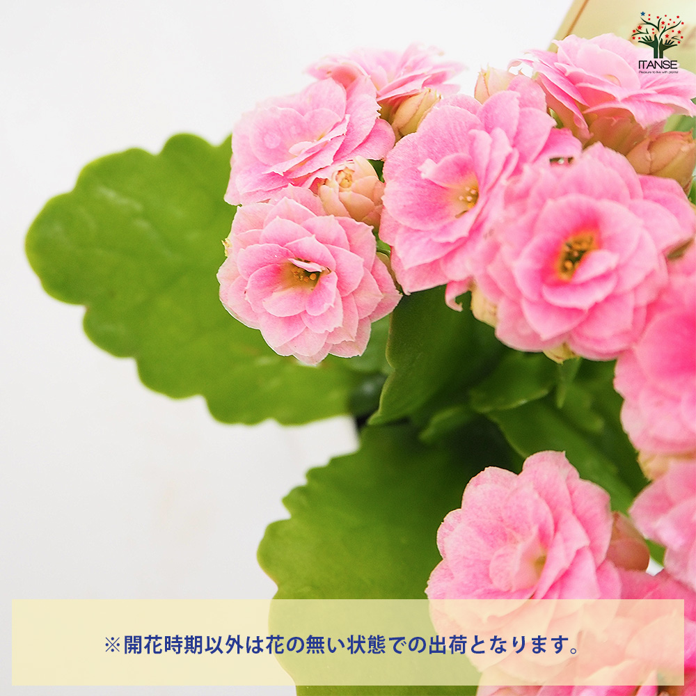 カランコエ ピンク花 肉厚葉 カランコエ クイーンローズ ピンク系 多肉植物 2.5号/お買い得2個