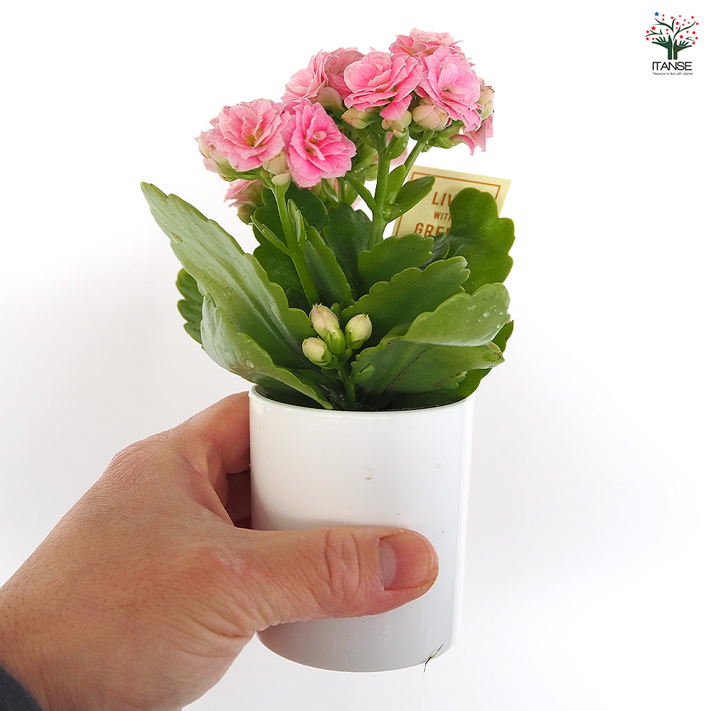 カランコエ クイーンローズ ピンク系 多肉植物 2.5号/お買い得2個