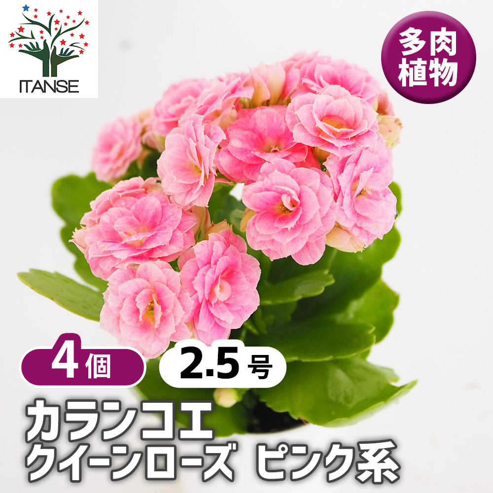 カランコエ クイーンローズ ピンク系 多肉植物 2.5号/お買い得4個