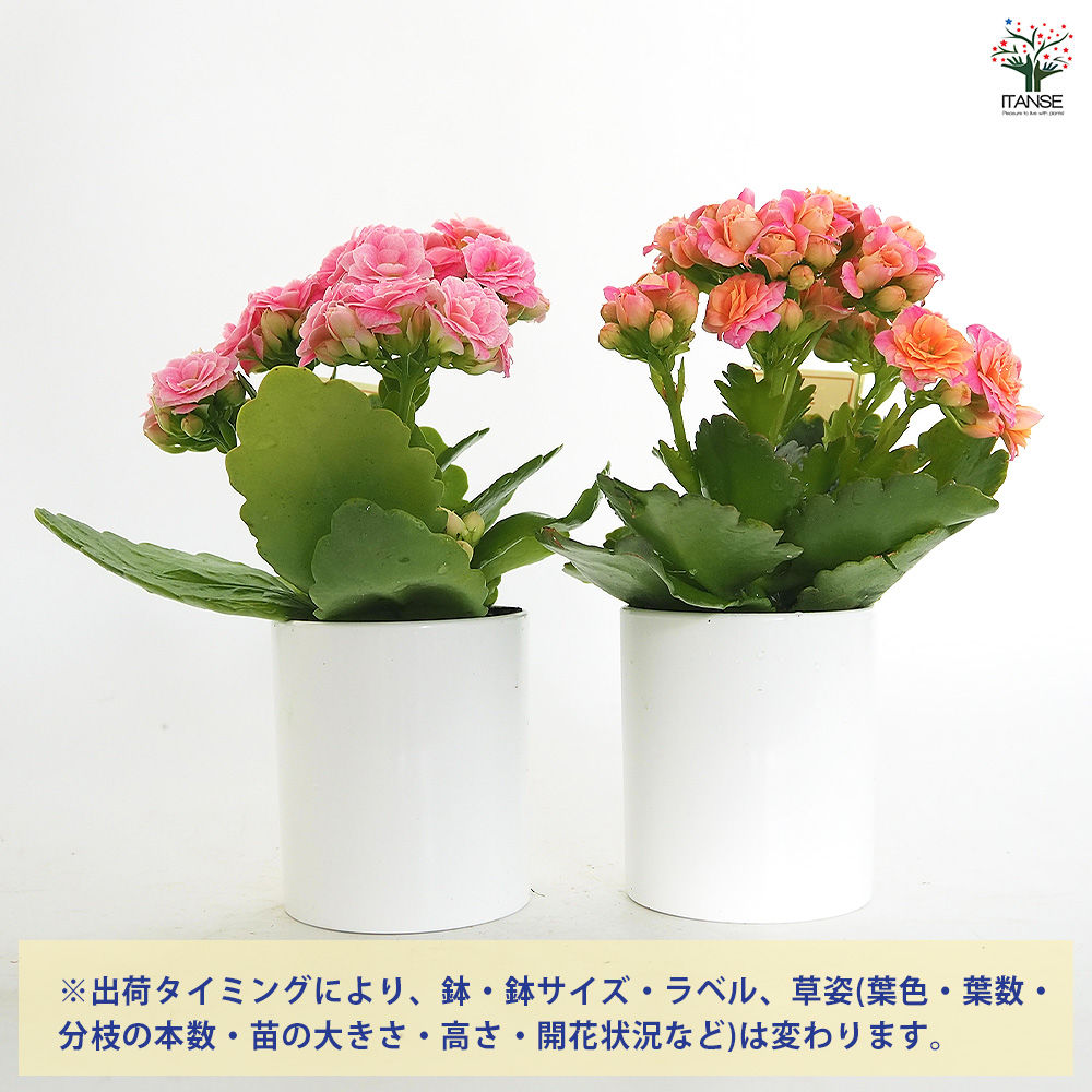 カランコエ クイーンローズ ピンク系 多肉植物 2.5号/お買い得4個