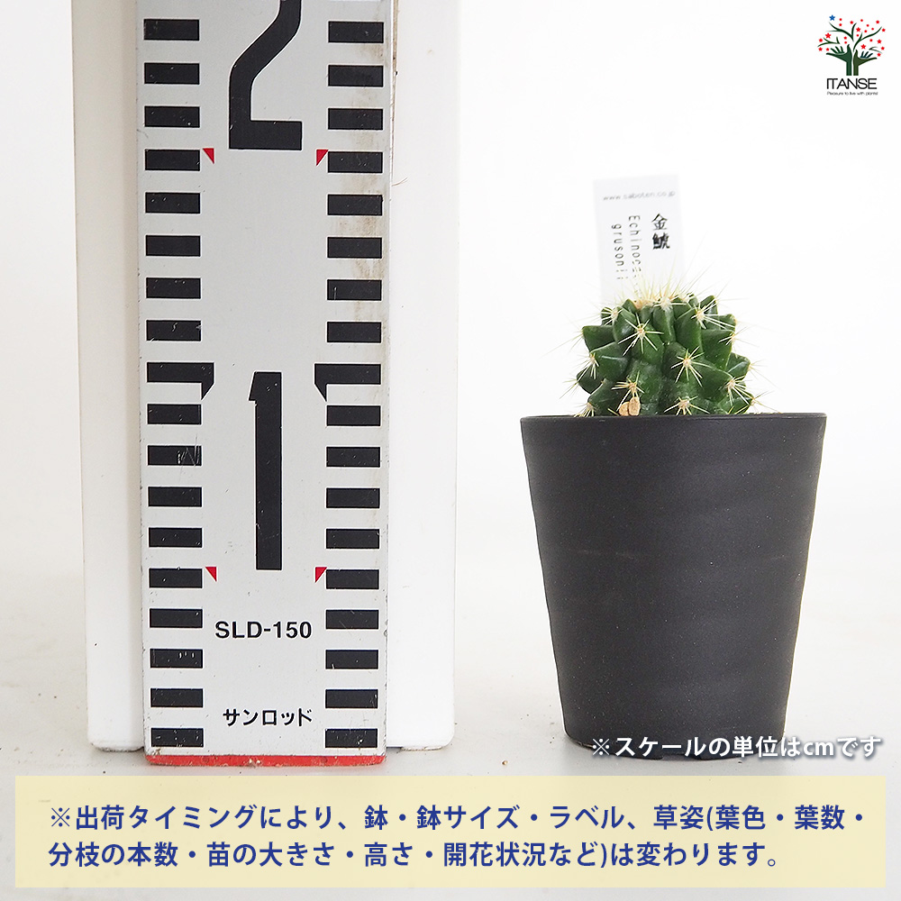 サボテン 金鯱(キンシャチ) 多肉植物 2.5号/お買い得2個セット