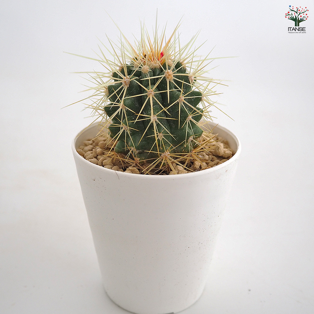 サボテン 金鯱(キンシャチ) 多肉植物 2.5号/お買い得2個セット