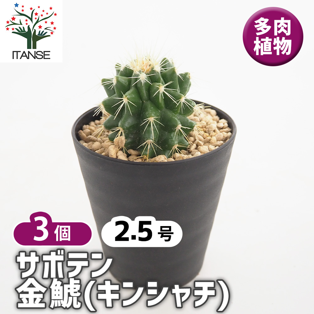 サボテン 金鯱(キンシャチ) 多肉植物 2.5号/お買い得3個セット