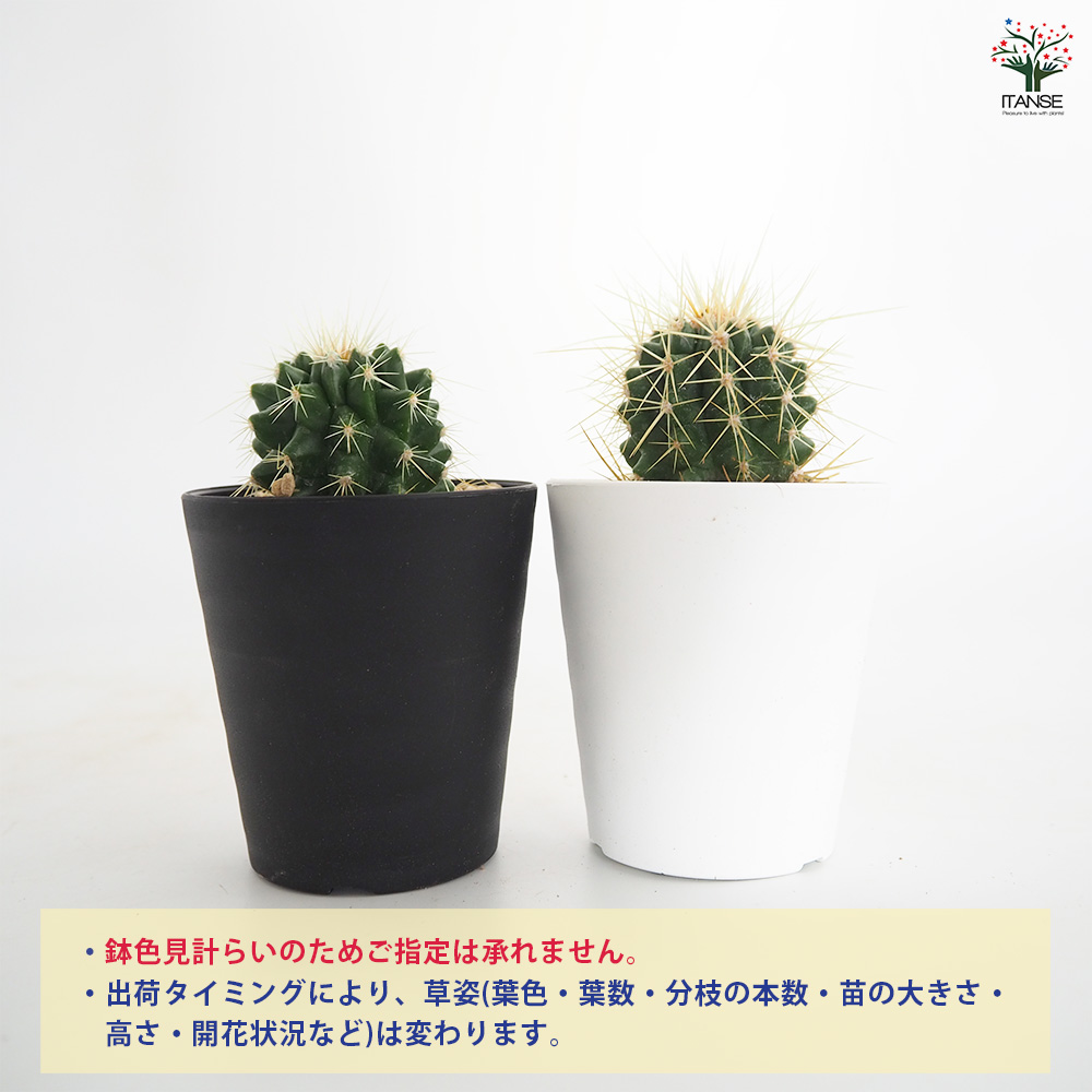サボテン 金鯱(キンシャチ) 多肉植物 2.5号/お買い得3個セット