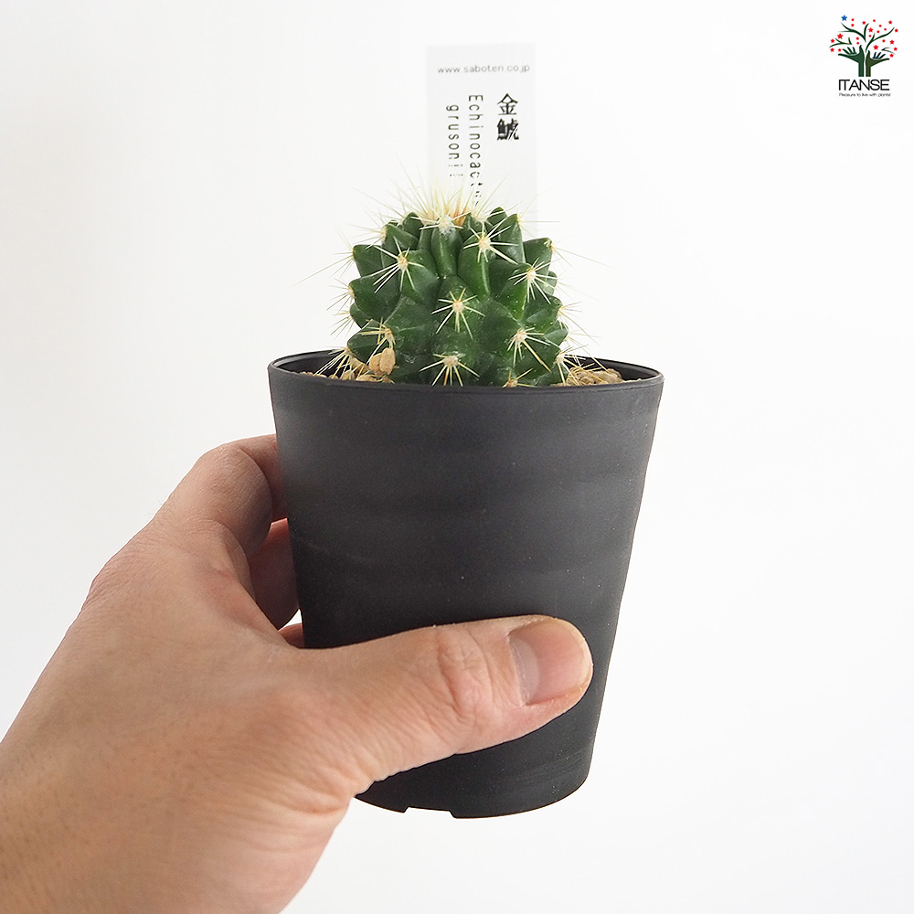 サボテン 金鯱(キンシャチ) 多肉植物 2.5号/お買い得4個セット