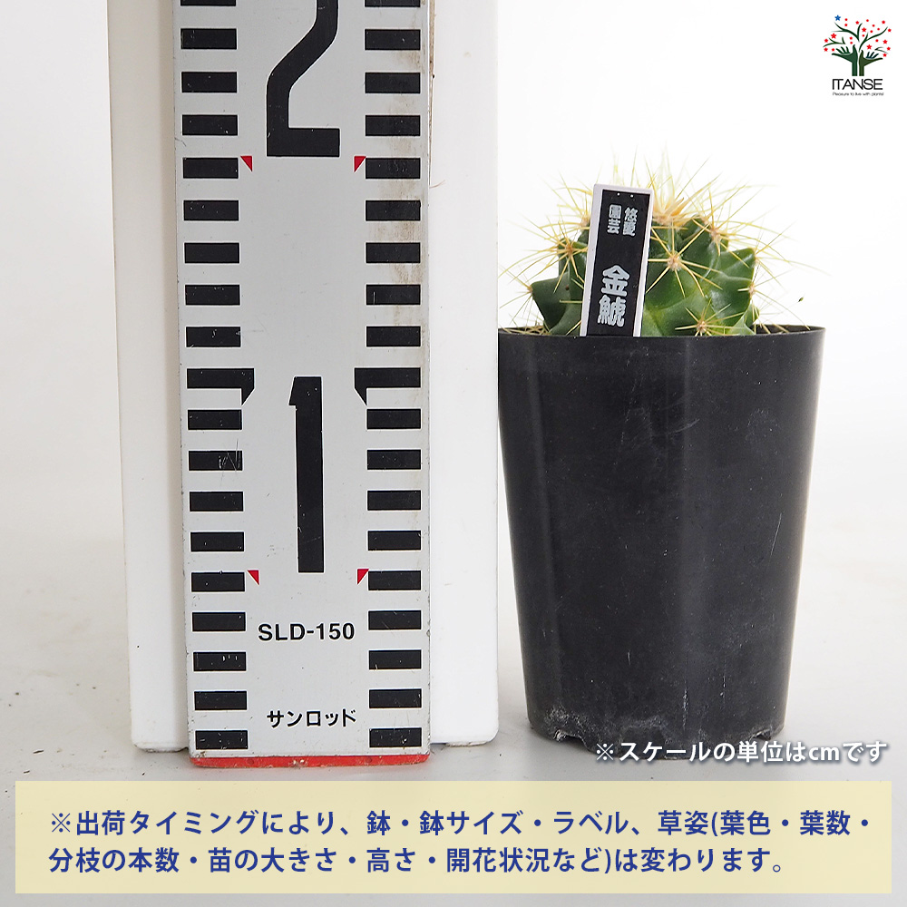 サボテン 金鯱(キンシャチ) 多肉植物 3号/お買い得2個セット さぼてん