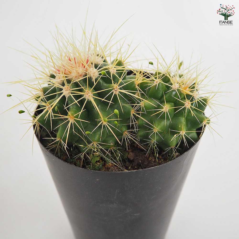 サボテン 金鯱(キンシャチ) 多肉植物 3号/お買い得2個セット さぼてん