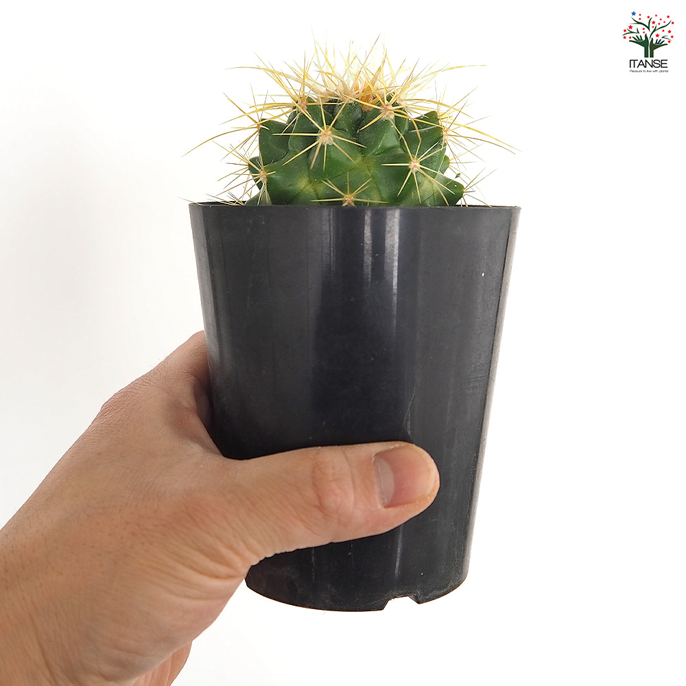 サボテン 金鯱(キンシャチ) 多肉植物 3号/お買い得3個セット さぼてん
