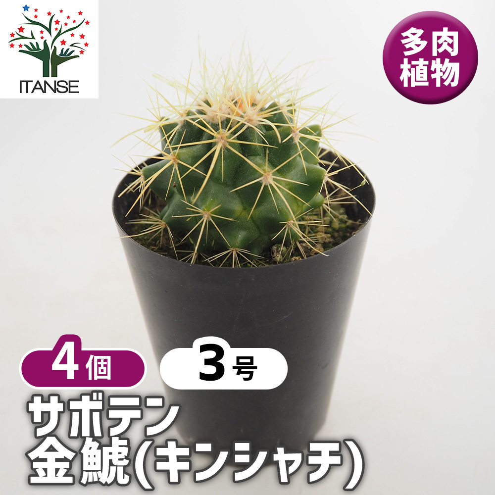サボテン 金鯱(キンシャチ) 多肉植物 3号/お買い得4個セット さぼてん