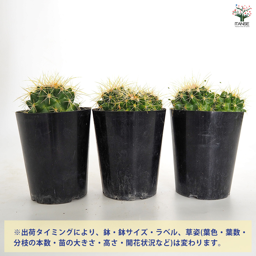 サボテン 金鯱(キンシャチ) 多肉植物 3号/お買い得4個セット さぼてん