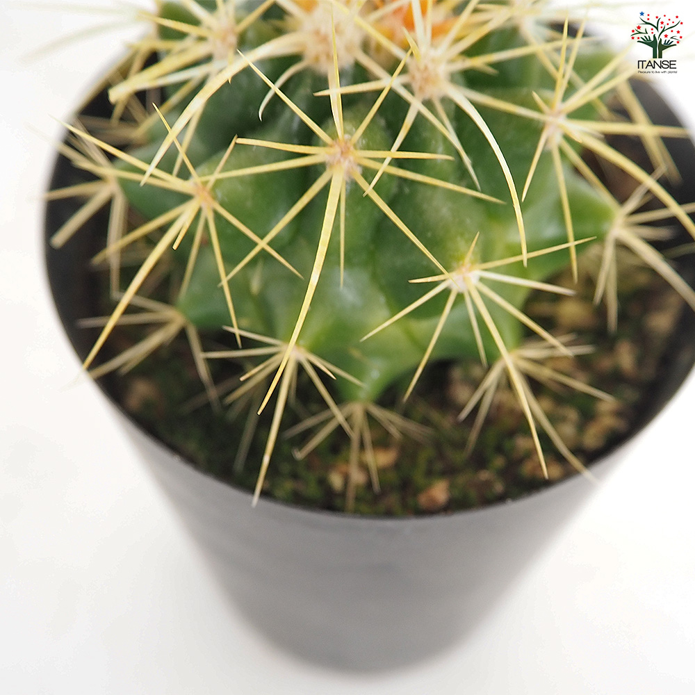 サボテン 金鯱(キンシャチ) 多肉植物 3号/お買い得4個セット さぼてん
