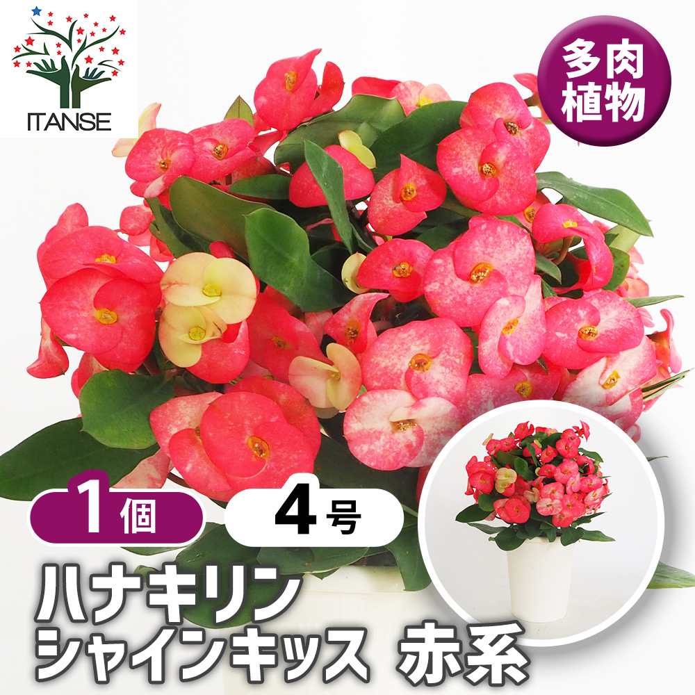 ハナキリン　シャインキッス　多肉植物　花麒麟 楽天市場】多肉植物：大輪花キリン シャインキッス*ユーフォルビア