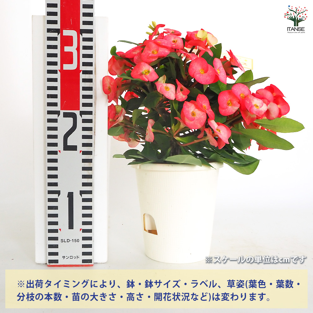 ハナキリン　シャインキッス　多肉植物　花麒麟 ハナキリン シャインキッス赤系 【多肉植物 4号／1個売り】｜ 【植物の