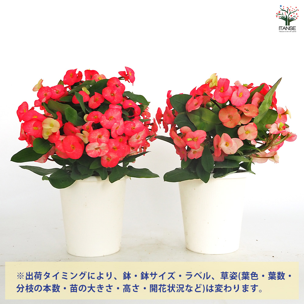 ハナキリン シャインキッス赤系 多肉植物 4号/1個売り コンパクト