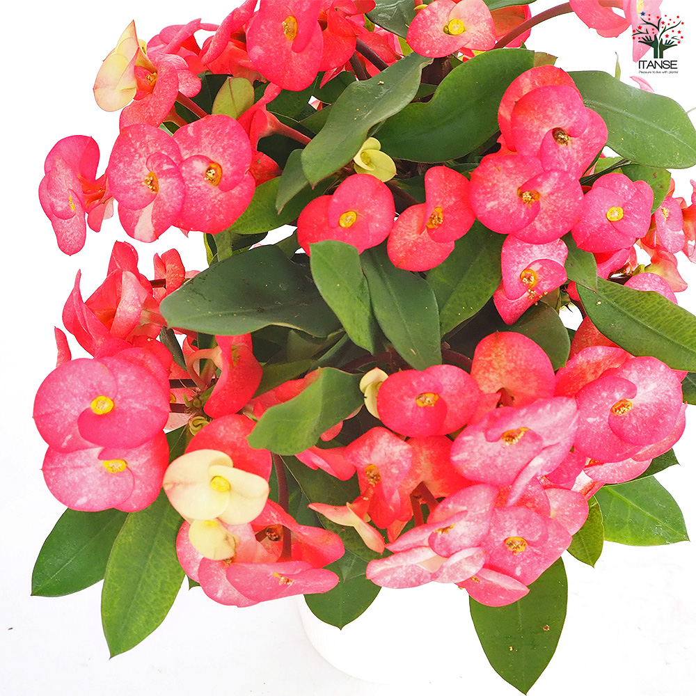 ハナキリン シャインキッス赤系 多肉植物 4号/1個売り コンパクト