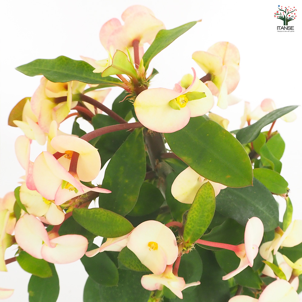 ハナキリン シャインキッス白系 多肉植物 4号/1個売り コンパクト