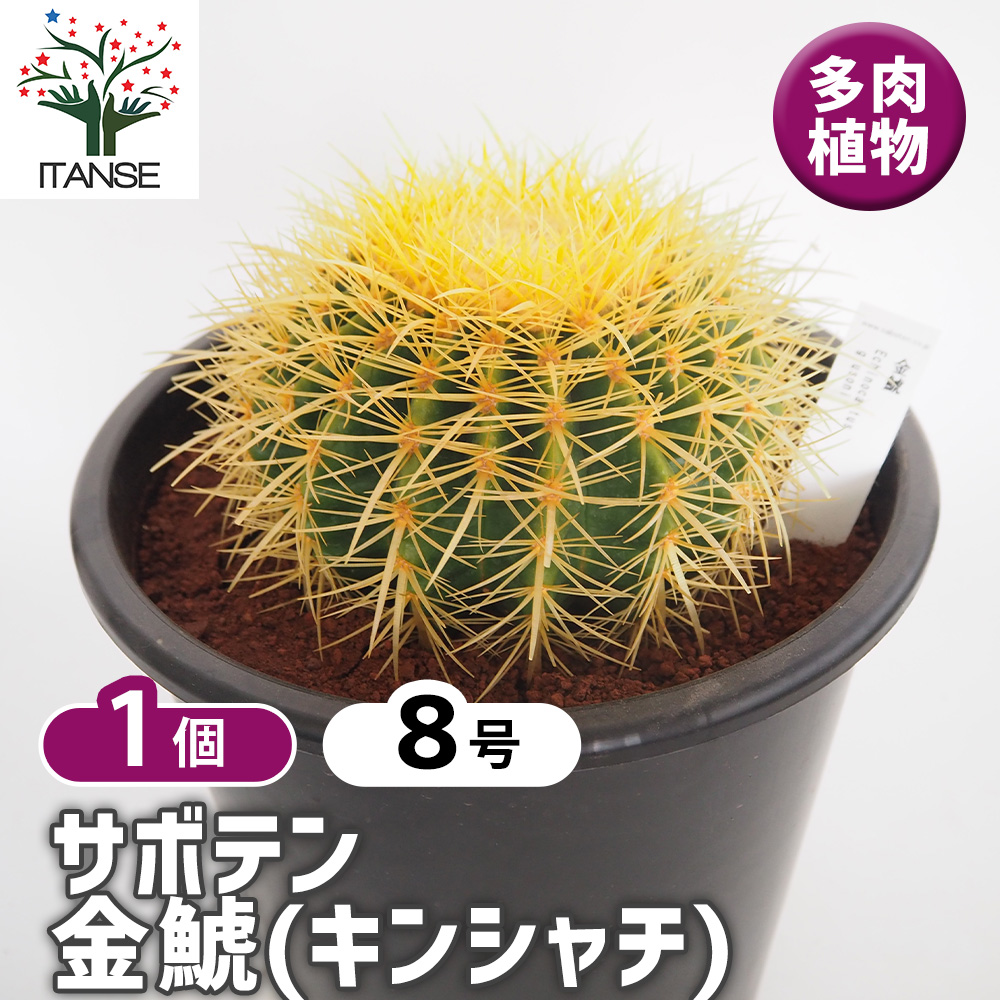 サボテン 金鯱(キンシャチ) 多肉植物 8号/1個売り さぼてん 仙人掌