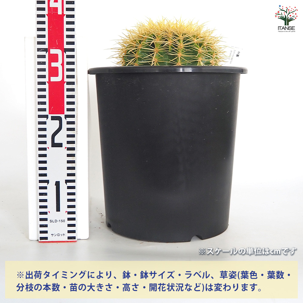 サボテン 金鯱(キンシャチ) 多肉植物 8号/1個売り さぼてん 仙人掌
