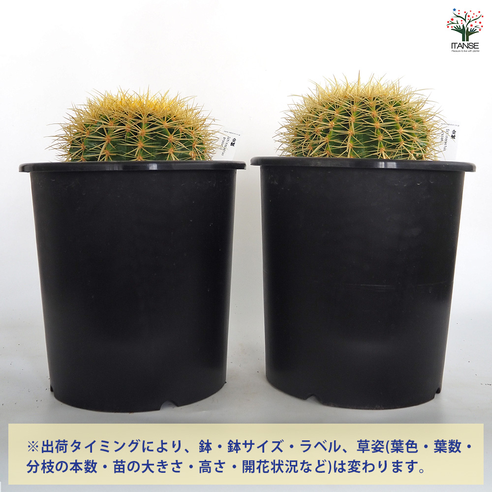 サボテン　金鯱　キンシャチ サボテン 金鯱（キンシャチ） 5号【agt-461】｜オンラインショップ