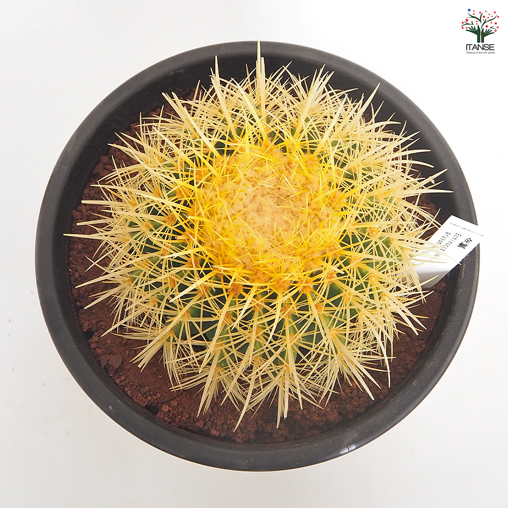 サボテン 金鯱(キンシャチ) 多肉植物 8号/1個売り さぼてん 仙人掌