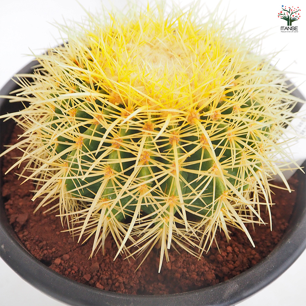 サボテン 金鯱(キンシャチ) 多肉植物 8号/1個売り さぼてん 仙人掌