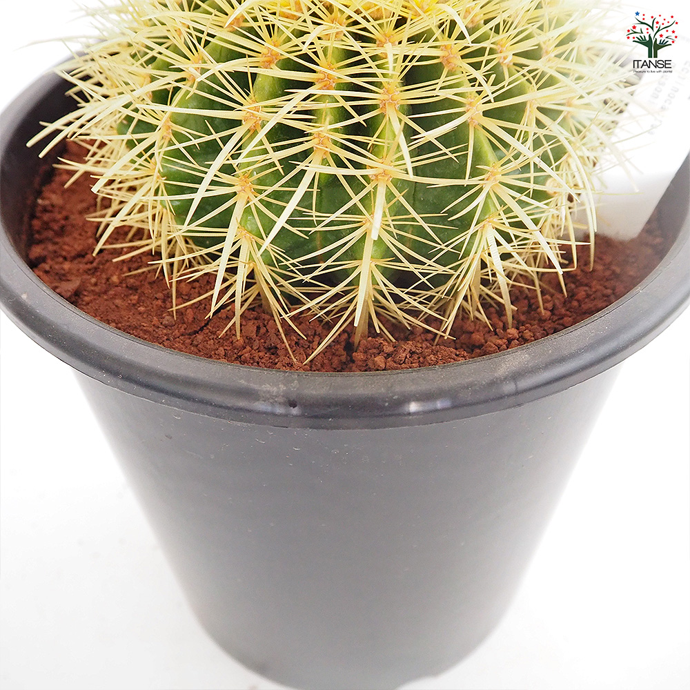 【☆83☆】人気商品　サボテン　キンシャチ サボテン 金鯱(キンシャチ) 多肉植物 3号/お買い得4個セット さぼてん