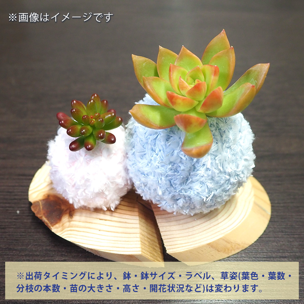 多肉寄せ植え モスビー ペア色見計らい 多肉植物 /お買い得2個セット