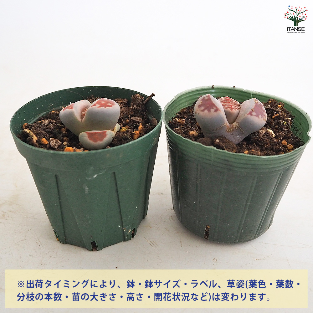 リトープス ミックベルゲンシス 多肉植物 2.5号/お買い得8個セット