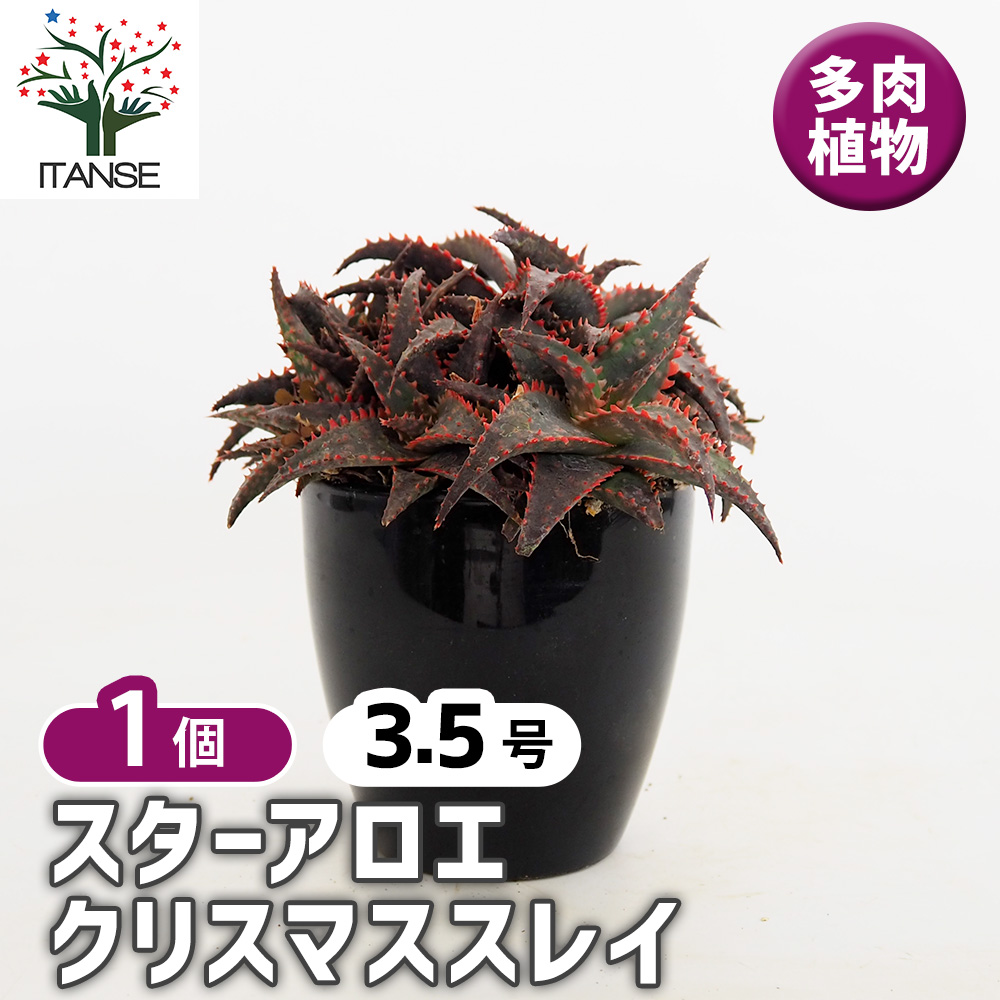 アロエ　観葉植物 多肉植物 スターアロエ cristmassleigh 多肉植物 3.5号/1個売り アロエ 園芸