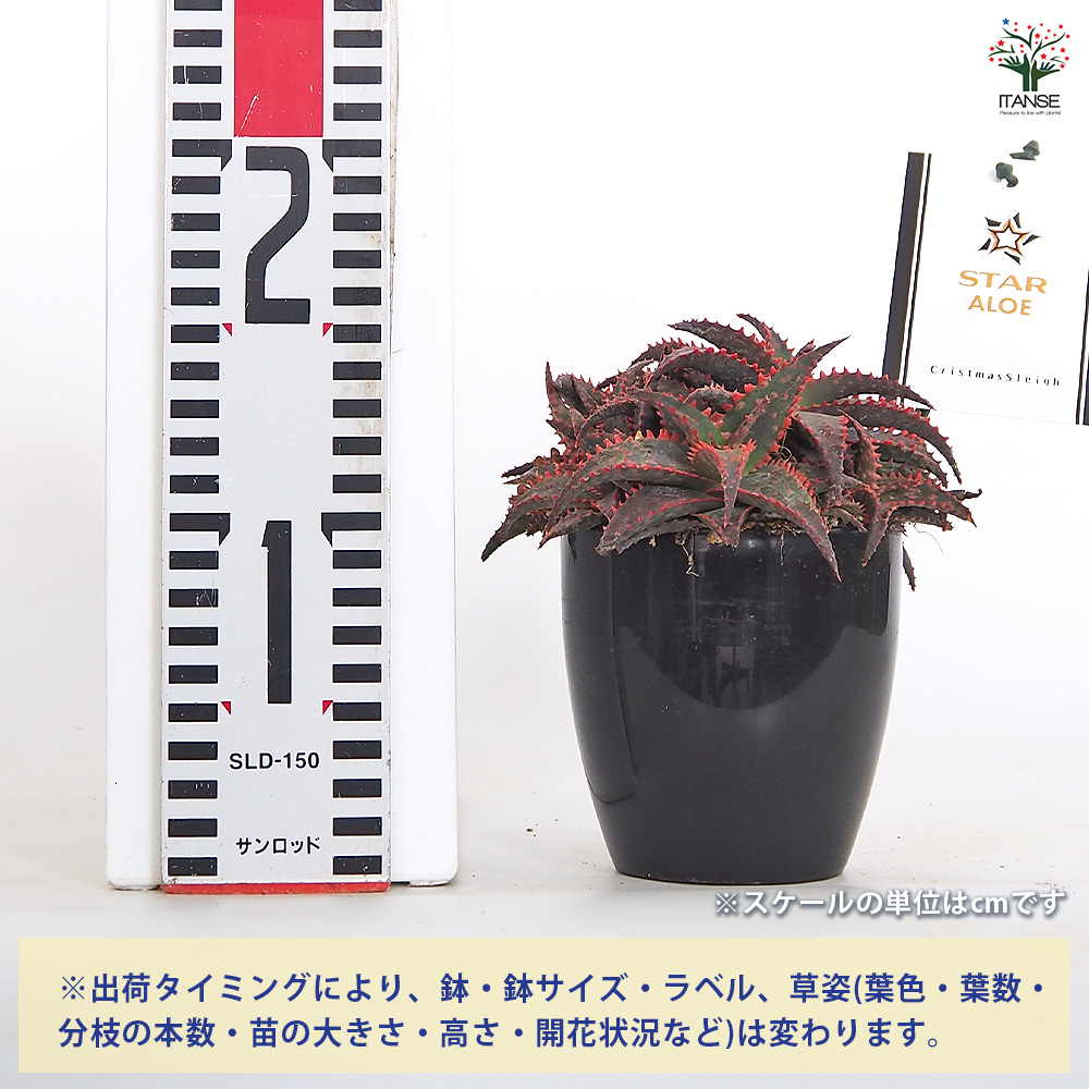 スターアロエ cristmassleigh 多肉植物 3.5号/1個売り アロエ 園芸