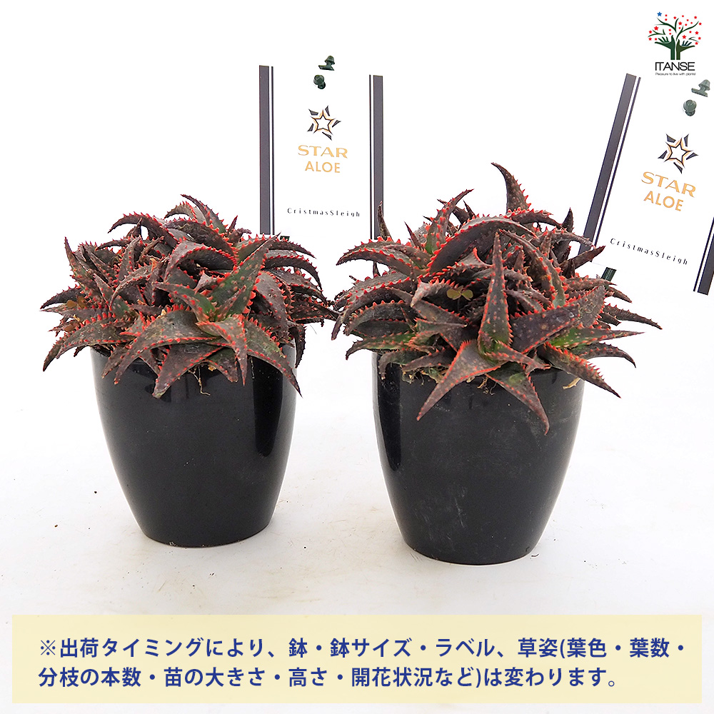 スターアロエ cristmassleigh 多肉植物 3.5号/1個売り アロエ 園芸
