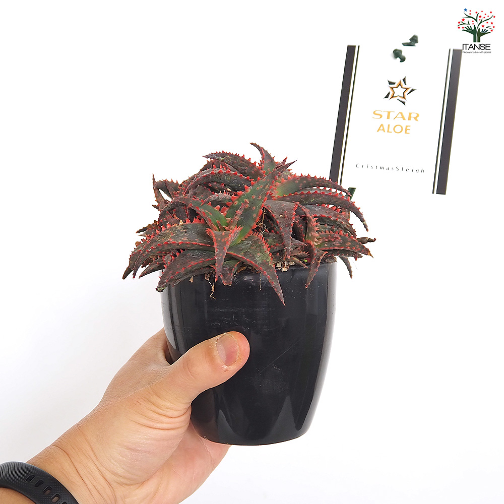 スターアロエ cristmassleigh 多肉植物 3.5号/1個売り アロエ 園芸