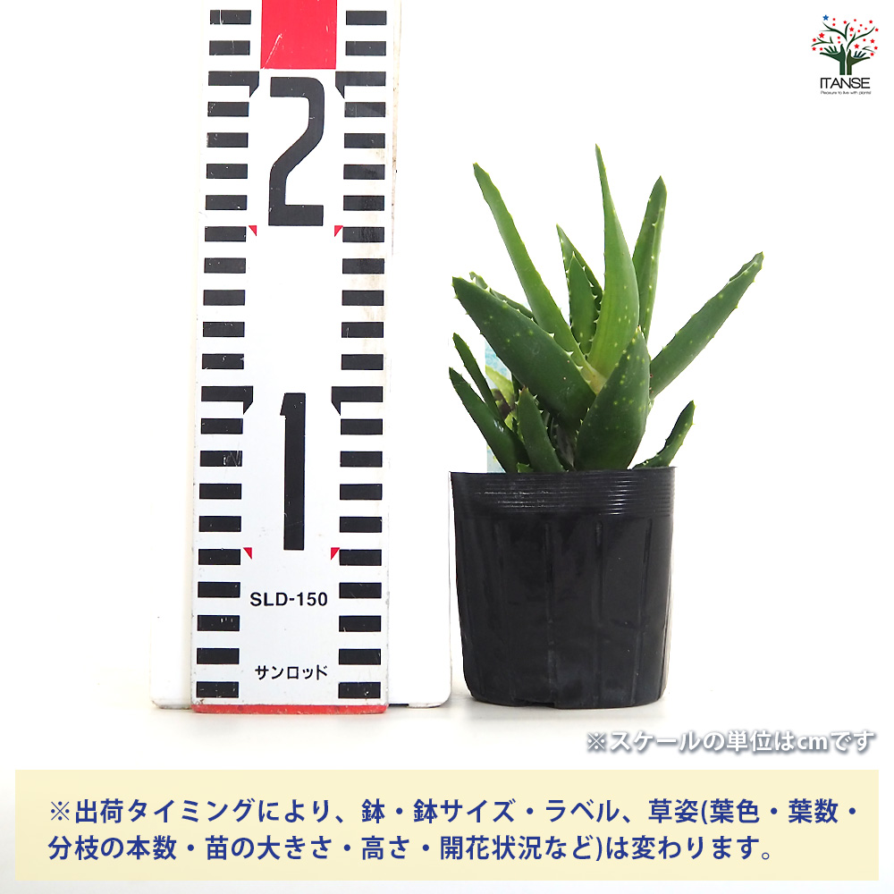 アロエ 不夜城 多肉植物 3号/1個売り キダチアロエ 木立アロエ 医者