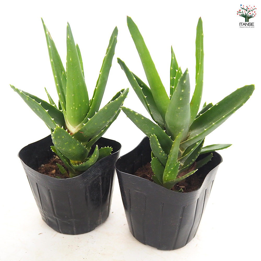 アロエ 不夜城 多肉植物 3号/1個売り キダチアロエ 木立アロエ 医者
