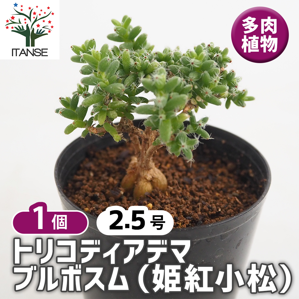 【多肉植物】トリコディアデマ　ブルボスム　姫紅小松 トリコディアデマ ブルボスム 姫紅小松 多肉植物 2.5号/1個売り